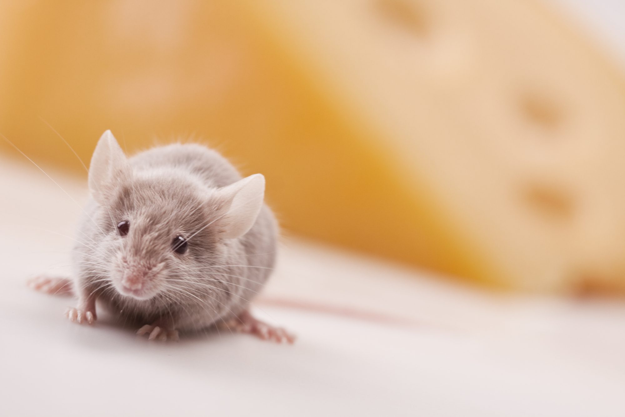 Mouse With Cheese On Background